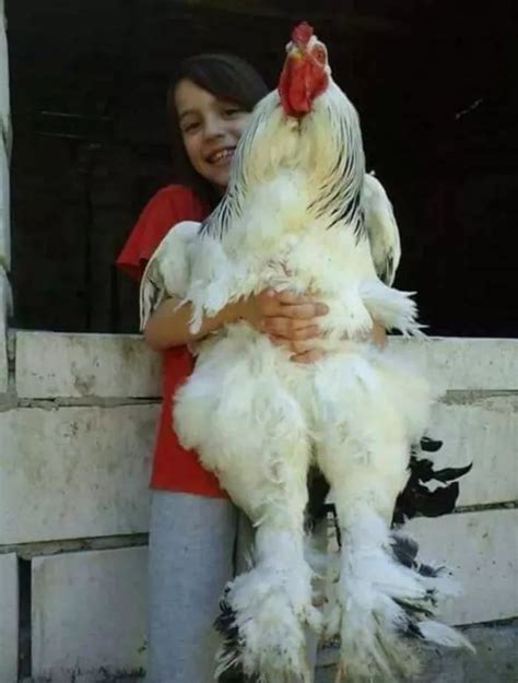 世界 上 最長 的 雞 雞
